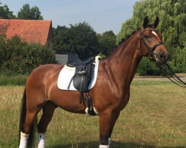 Dressurpferd Faynmann (Westfale, 2012, von Florestan I)