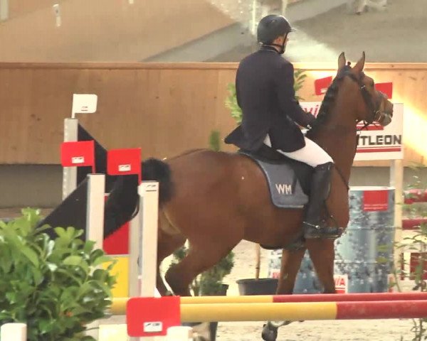 Reitturnier Illertissen 2017