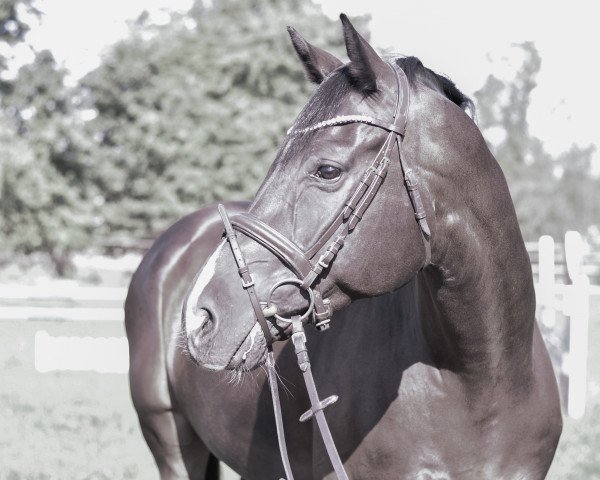stallion Iwest Dr. Meyer (Holsteiner, 2012, from Diarado)