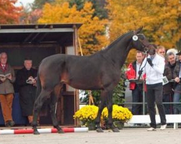 stallion Rosentraum WRT (Trakehner, 2010, from Hofrat)