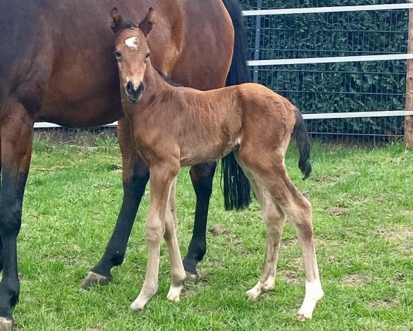 horse Hengst (Holsteiner, 2021, from Hardrock Z)