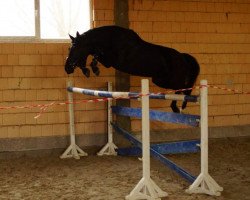 broodmare Cavalletta (Oldenburg, 2009, from Canoso)