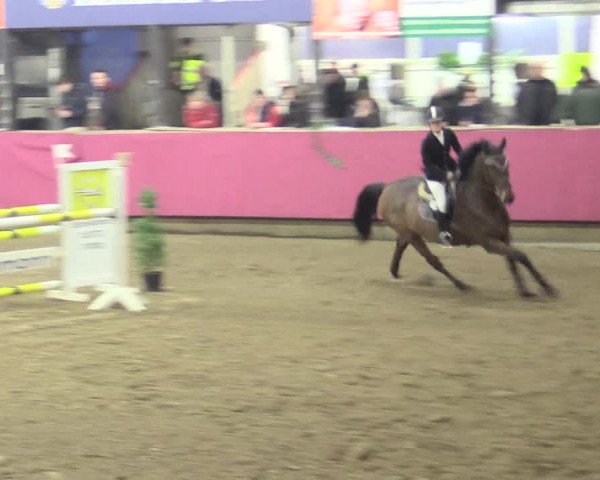 Hallenreitturnier Vlotho-Exter 2017