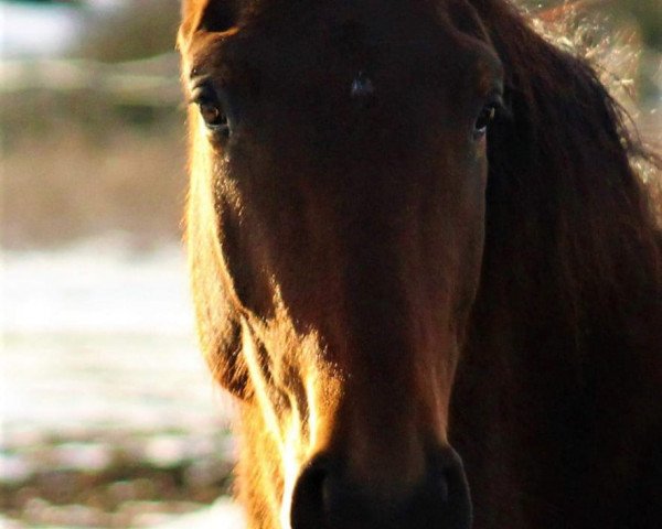 broodmare Kanani HE (Trakehner, 2016, from All Inclusive)