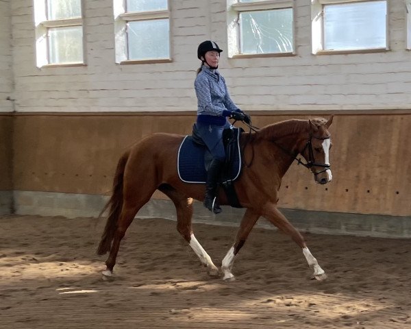 dressage horse Bikara (Hanoverian, 2006, from Harmony's Baroncelli)