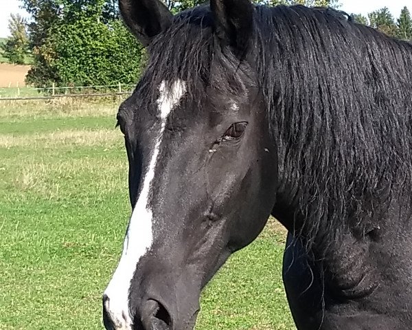 broodmare Freya XV (Trakehner, 1999, from Argument)