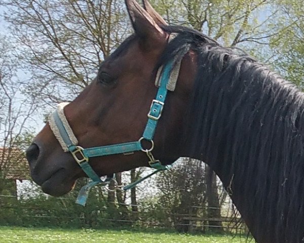 broodmare Felicitas (Trakehner, 2007, from Hohenstein I)