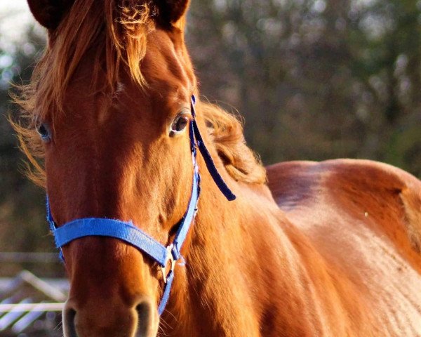 stallion Fabio (Trakehner, 2017, from Icare d'Olympe AA)