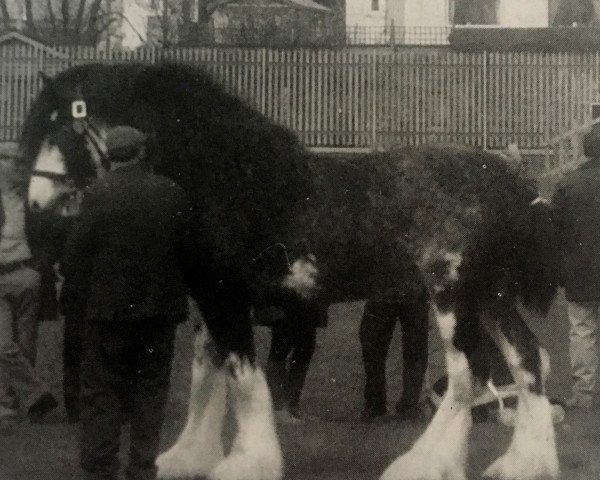 stallion Balwill Knockout (Clydesdale, 1985, from Balwill Grandeur)