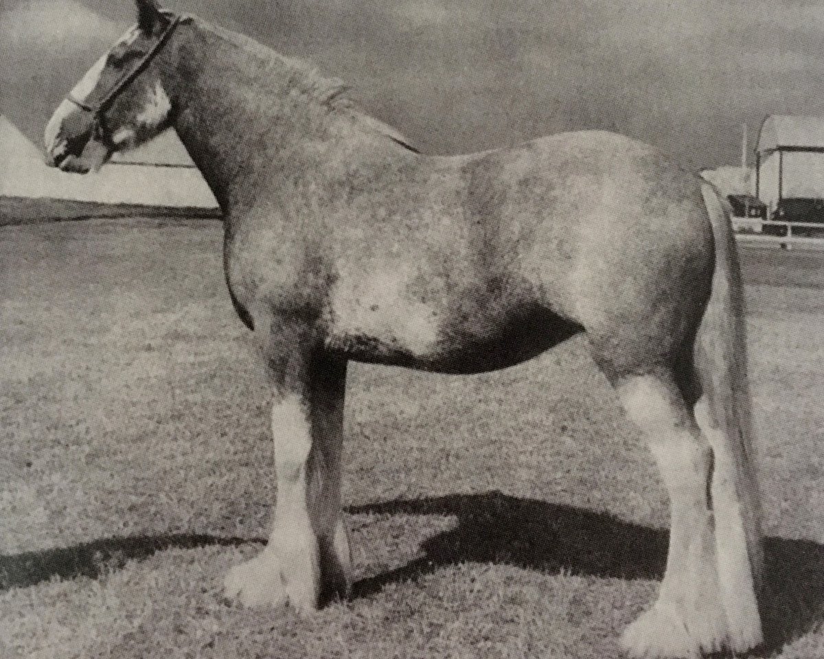 Yegua de cría Ballochmorrie Mist (Clydesdale,  , de Balgreen Final Command)