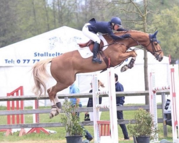jumper Collect (anglo european sporthorse, 2007, from Urano M.)