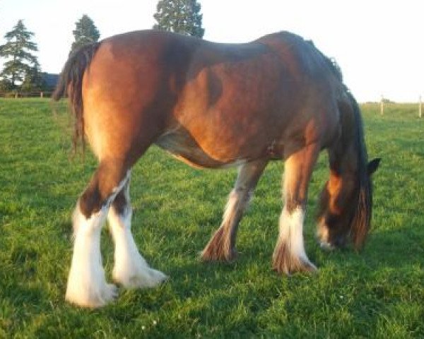 Zuchtstute Cocklaw Flowergirl (Clydesdale,  , von Collessie Independent)