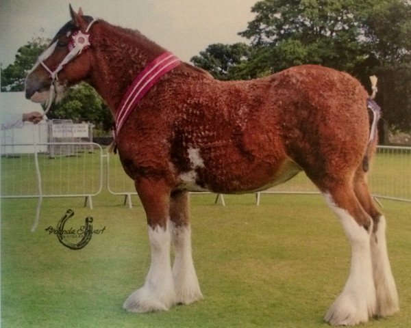 broodmare Bencannon Emerald (Clydesdale, 2010, from Bogton Flying Scot) broodmare Bencannon Emerald (Clydesdale, 2010, from Bogton Flying Scot)