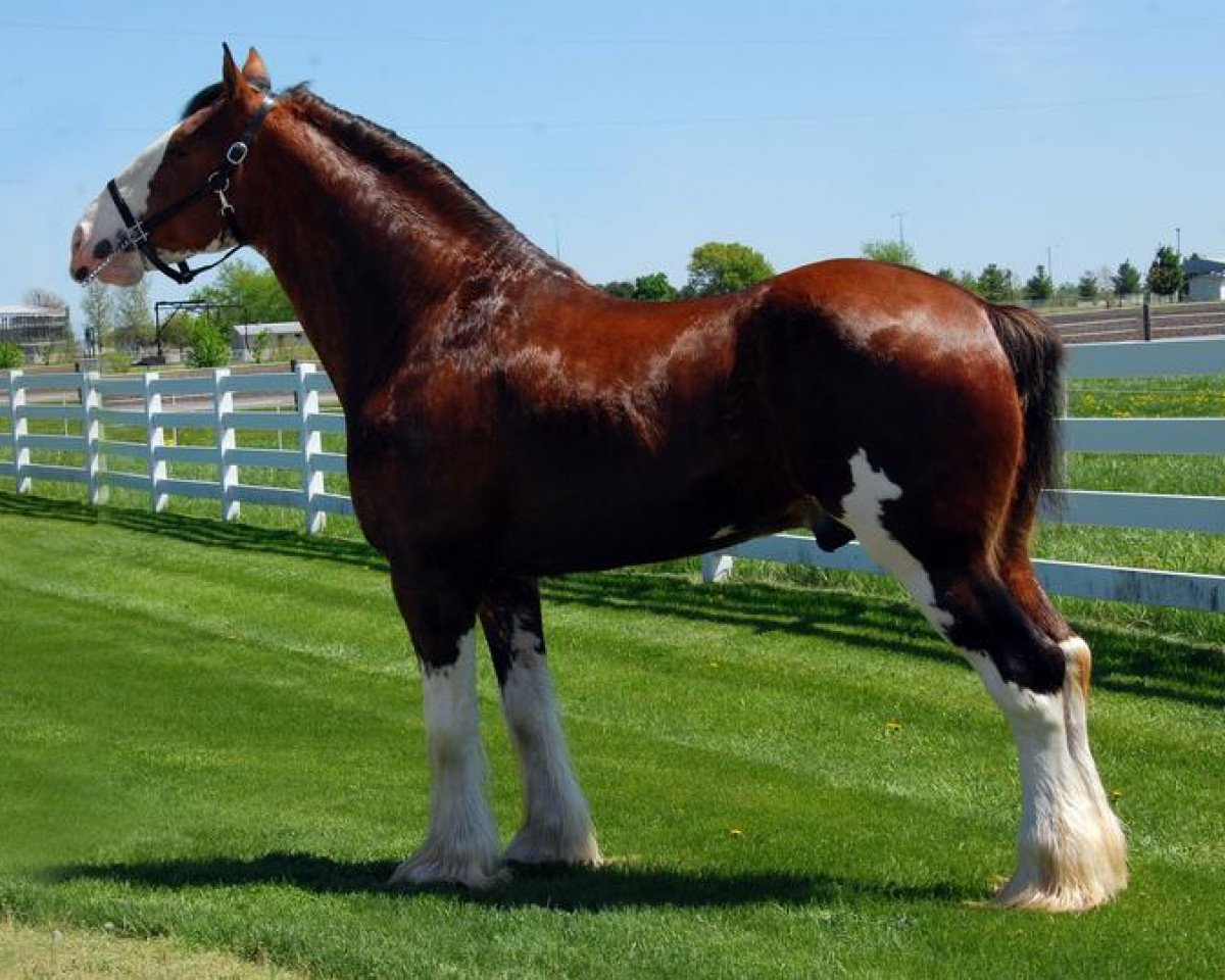 Deckhengst May's Marquis of Iron Horse (E.T.) (Clydesdale, 2006, von Millisle Explorer)