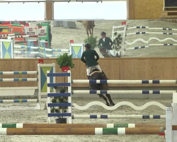 Reitturnier Illertissen 2017