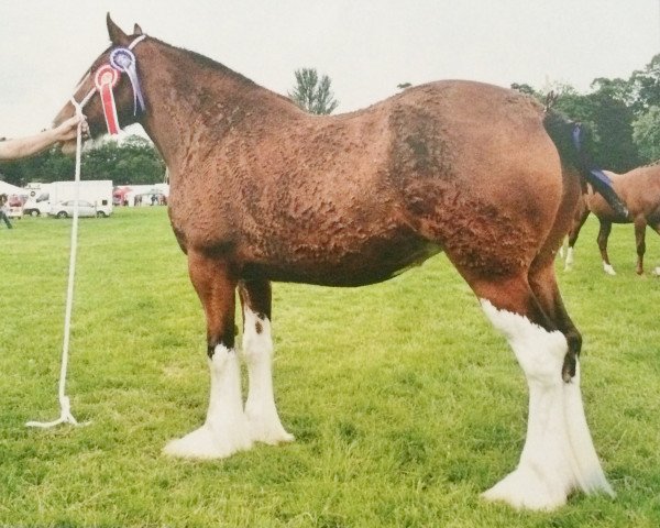 Zuchtstute Carnaff Rosaleen (Clydesdale, 2009, von Bogton Flying Scot)