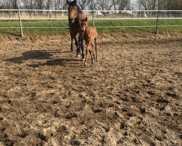 broodmare F-Chelsea I (German Sport Horse, 2013, from Canoso)