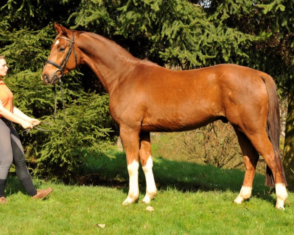 Kůň Farbentanz (Hannoverský, 2009, od Fidertanz)