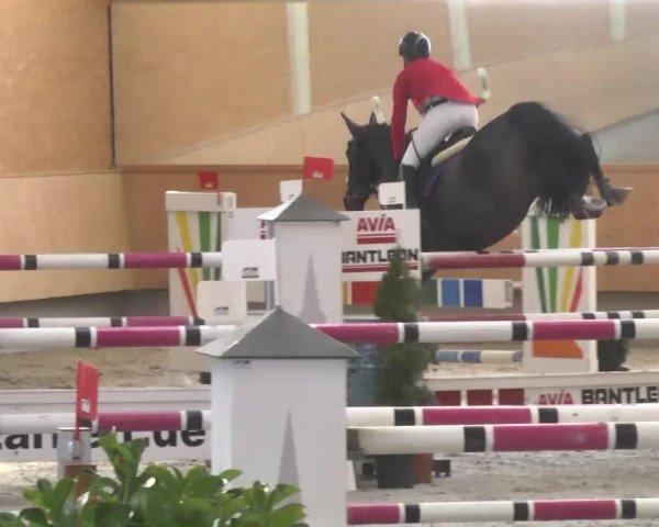 Reitturnier Illertissen 2017