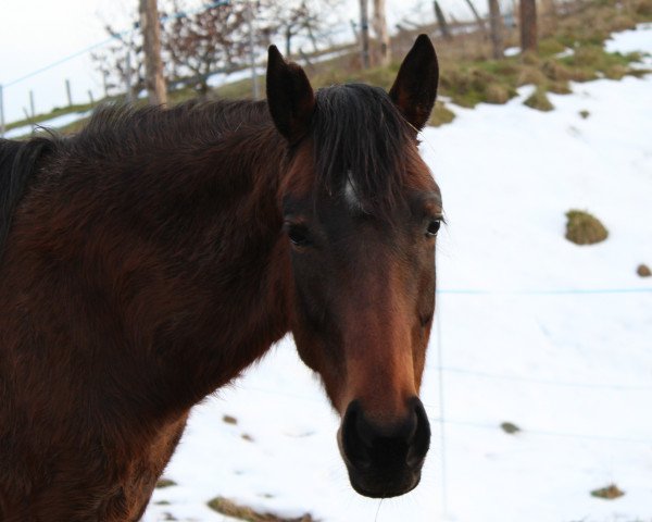 Pferd Zahra (Englisches Vollblut, 2016, von Liquido xx)