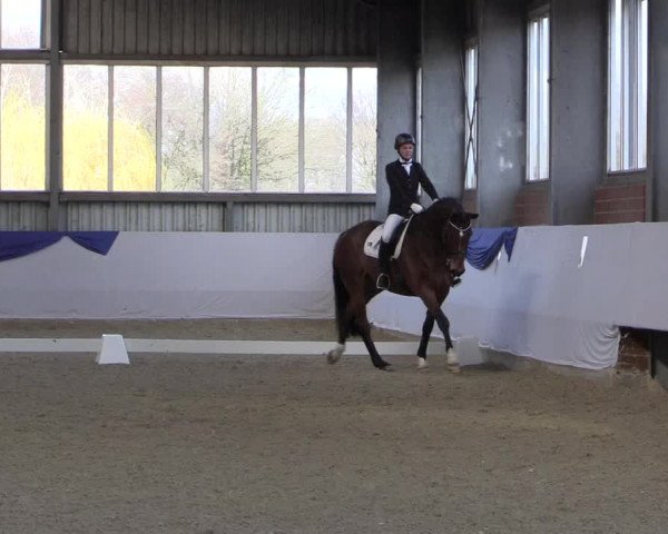 18. Grevener-Dressurtage 2017