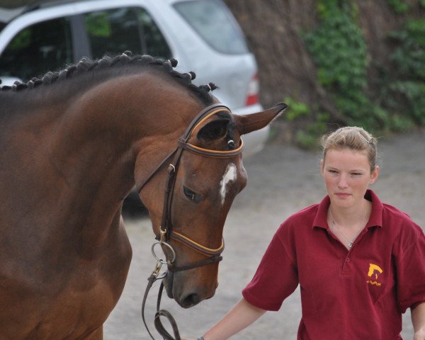 broodmare Coralina N (German Sport Horse, 2012, from Chacito)