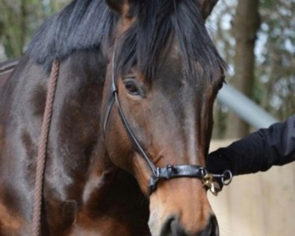 broodmare Belvue 4 (Westphalian, 2005, from Biotop)