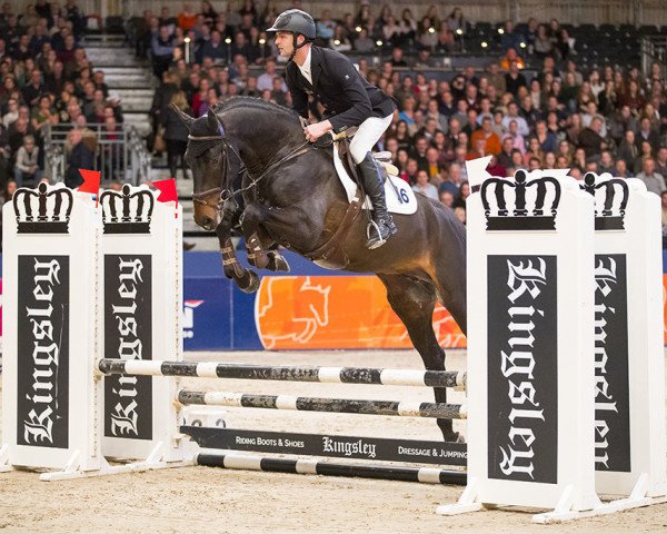 stallion Jargon (KWPN (Royal Dutch Sporthorse), 2014, from Farfan M)