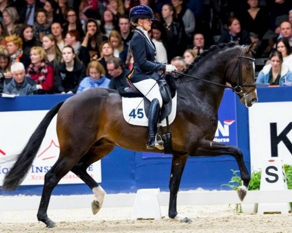 stallion Kevin (KWPN (Royal Dutch Sporthorse), 2015, from Glock's Dream Boy)
