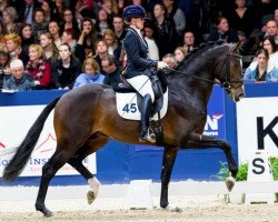 Deckhengst Kevin (KWPN (Niederländisches Warmblut), 2015, von Glock's Dream Boy)