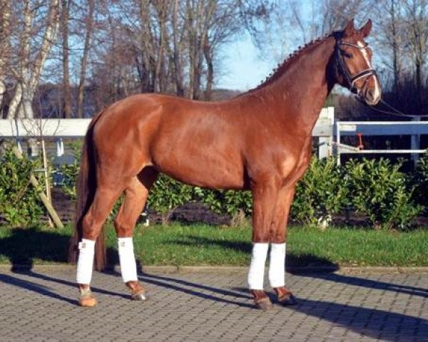 dressage horse Sonnyboy B (German Warmblood, 2015, from Sir Winston Churchill)