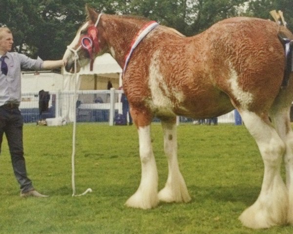 Zuchtstute Westbank Ruby Tuesday (Clydesdale, 2007, von Doura Above All)