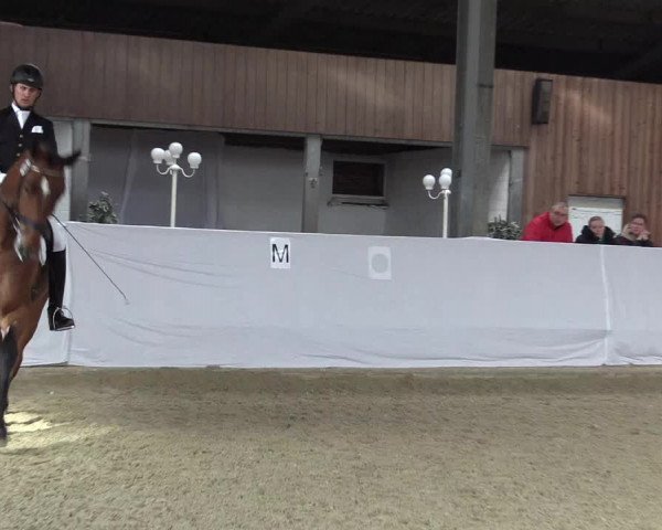 18. Grevener-Dressurtage 2017