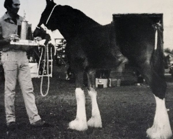 Deckhengst Nova Thunder Royale (Clydesdale, 1985, von Royal Excelsior Pioneer Major)