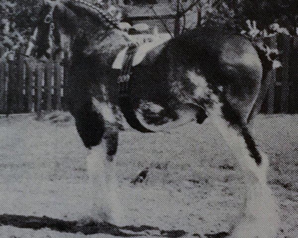 stallion Doura Young Lochinvar (Clydesdale, 1981, from Doura Magnificent)