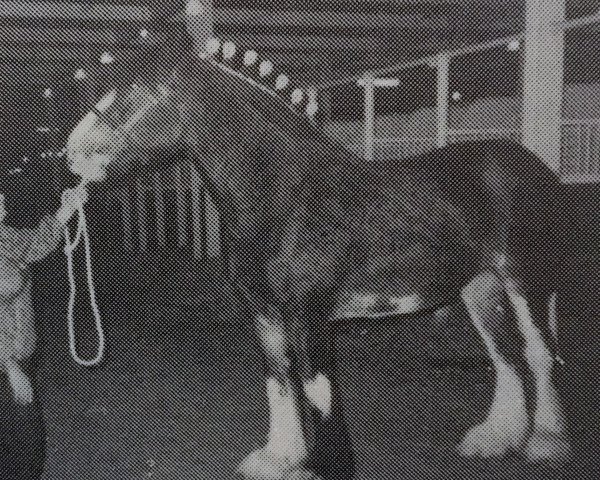 horse Sweet Royal Princess (Clydesdale, 1980, from Royal Count 2nd)