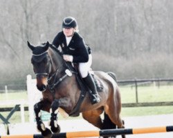 Springpferd Nintey Nine (Oldenburger Springpferd, 2015, von Numero Uno)