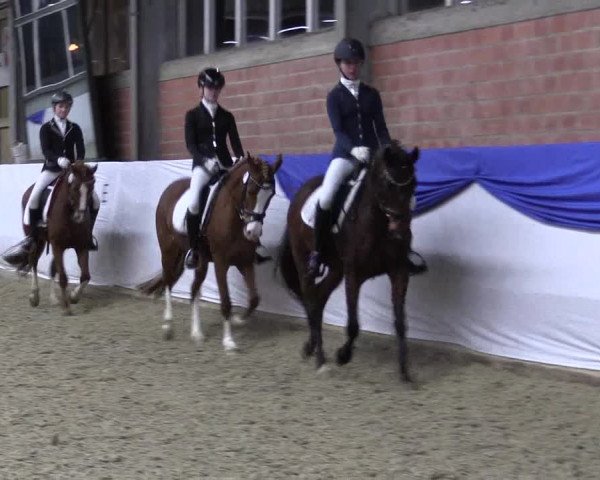 18. Grevener-Dressurtage 2017