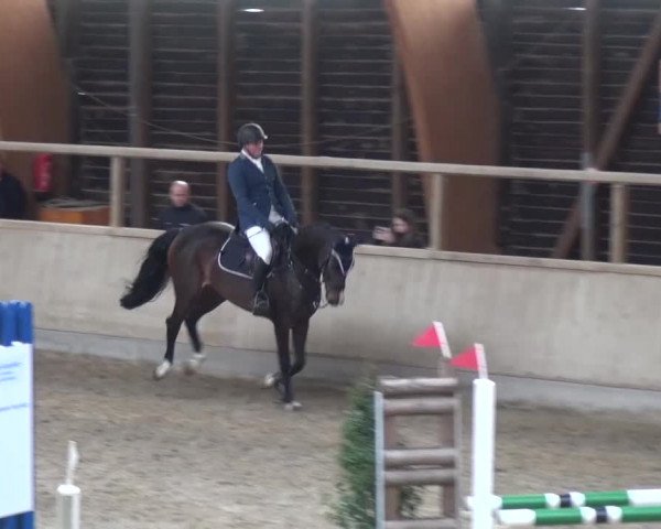 Reitturnier Heidelberg-Kirchheim 2017