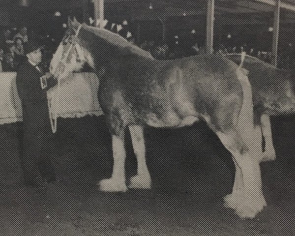 Yegua de cría Dalfoil Donella (Clydesdale, 1967, de Torrs Renown)