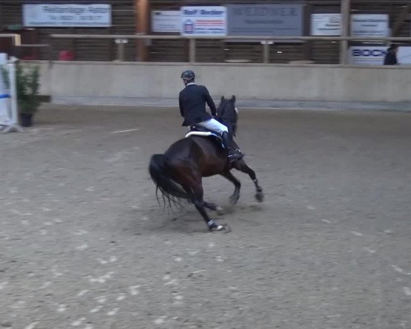 Reitturnier Heidelberg-Kirchheim 2017
