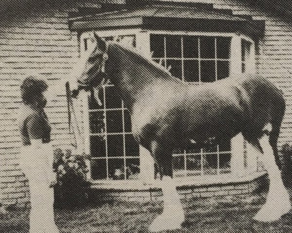 broodmare Doura Royal Misty Dawn (Clydesdale, 1981, from Doura Royal Scot) broodmare Doura Royal Misty Dawn (Clydesdale, 1981, from Doura Royal Scot)