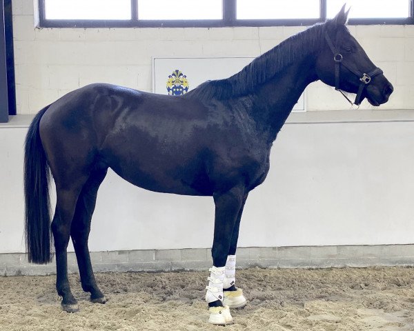 horse Lonkens Orphira (Oldenburg, 2017, from Sir Samoa)