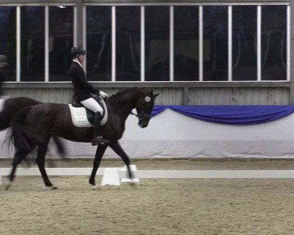 18. Grevener-Dressurtage 2017