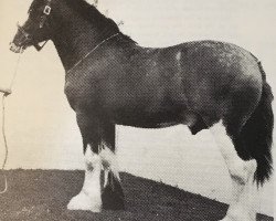 Deckhengst Collessie Ideal Print (Clydesdale, 1960, von Muirton Sensation 24672)