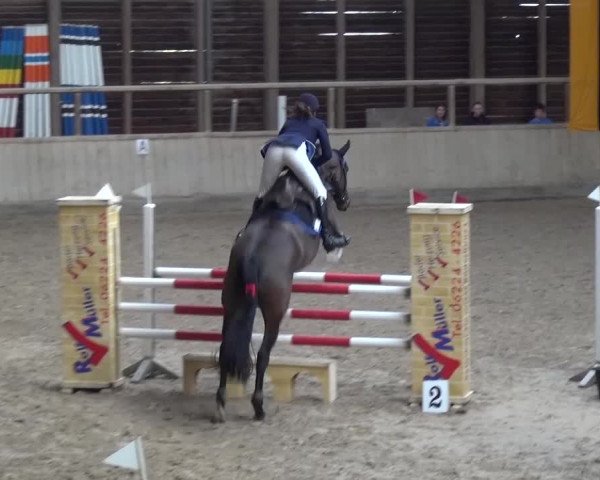 Reitturnier Heidelberg-Kirchheim 2017