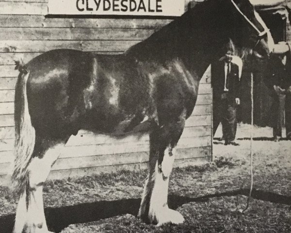 stallion Bellmount Ideal (Clydesdale, 1959, from Dunsyre Double Star)