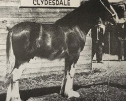 stallion Bellmount Ideal (Clydesdale, 1959, from Dunsyre Double Star)