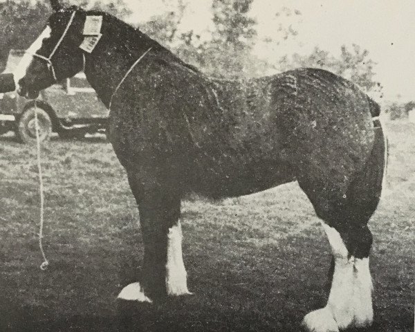 broodmare Balwill Mayflower (Clydesdale, 1956, from Balwill Print)