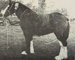 broodmare Balwill Mayflower (Clydesdale, 1956, from Balwill Print)